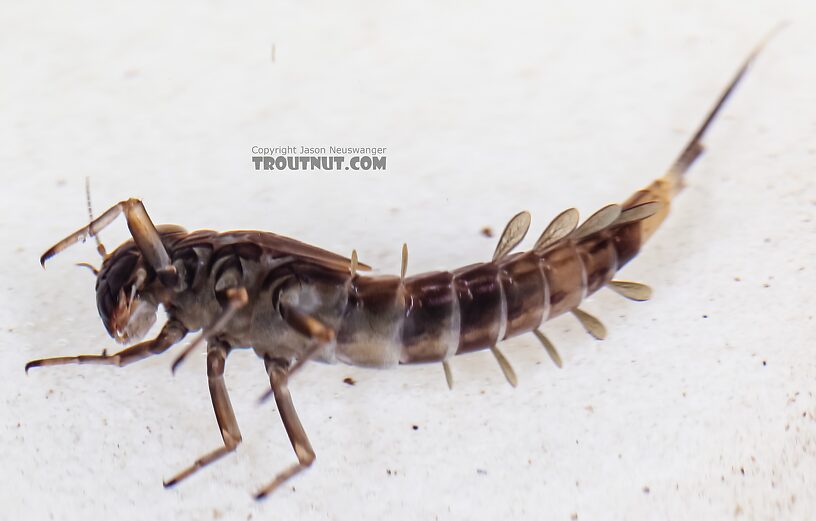 Ameletus (Brown Duns) Mayfly Nymph from Green Lake Outlet in Idaho