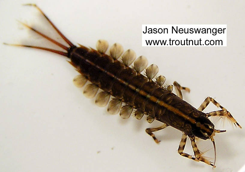 Isonychia bicolor (Mahogany Dun) Mayfly Nymph from the Namekagon River in Wisconsin