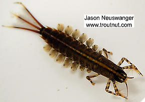 Isonychia bicolor (Mahogany Dun) Mayfly Nymph