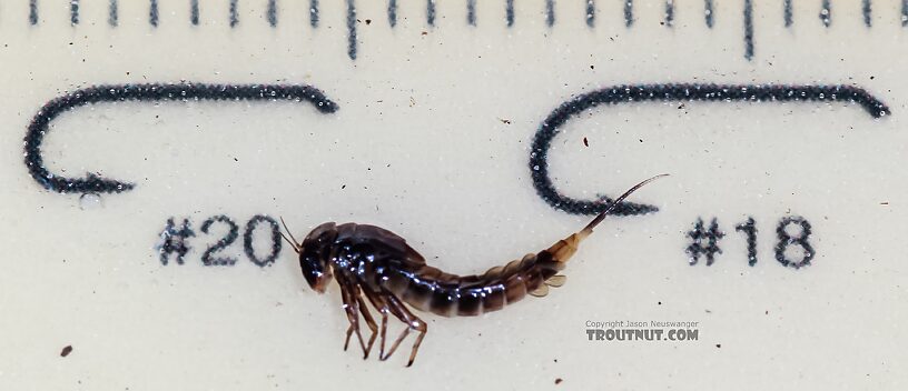 Ameletus (Brown Duns) Mayfly Nymph from Green Lake Outlet in Idaho