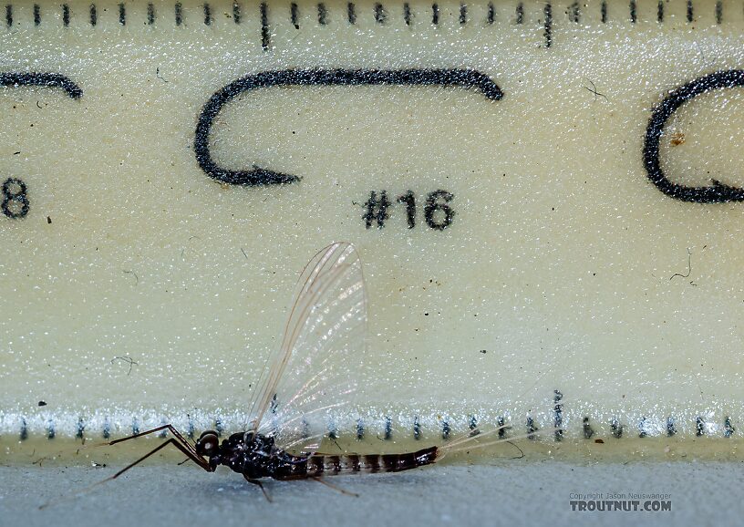 Male Neoleptophlebia heteronea (Blue Quill) Mayfly Spinner from Trealtor Creek in Idaho