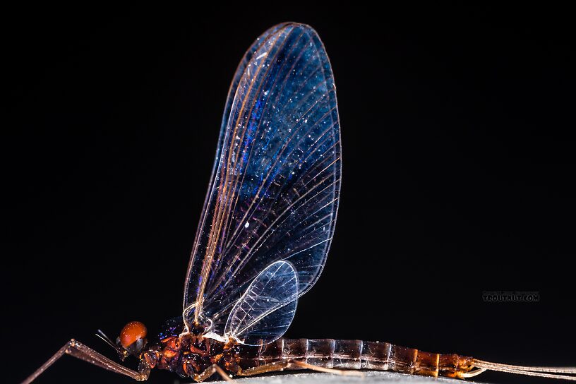 Male Neoleptophlebia heteronea (Blue Quill) Mayfly Spinner from Trealtor Creek in Idaho