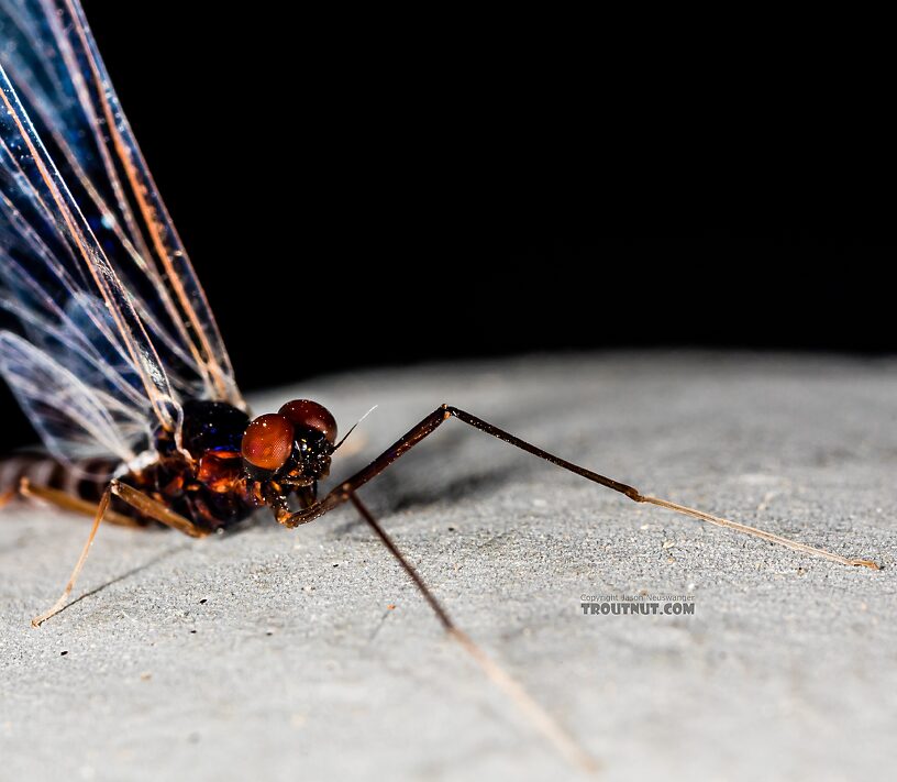 Male Neoleptophlebia heteronea (Blue Quill) Mayfly Spinner from Trealtor Creek in Idaho