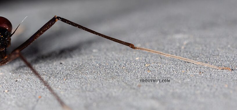 Male Neoleptophlebia heteronea (Blue Quill) Mayfly Spinner from Trealtor Creek in Idaho