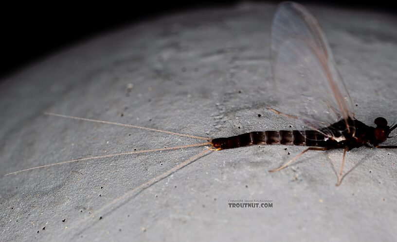 Male Neoleptophlebia heteronea (Blue Quill) Mayfly Spinner from Trealtor Creek in Idaho