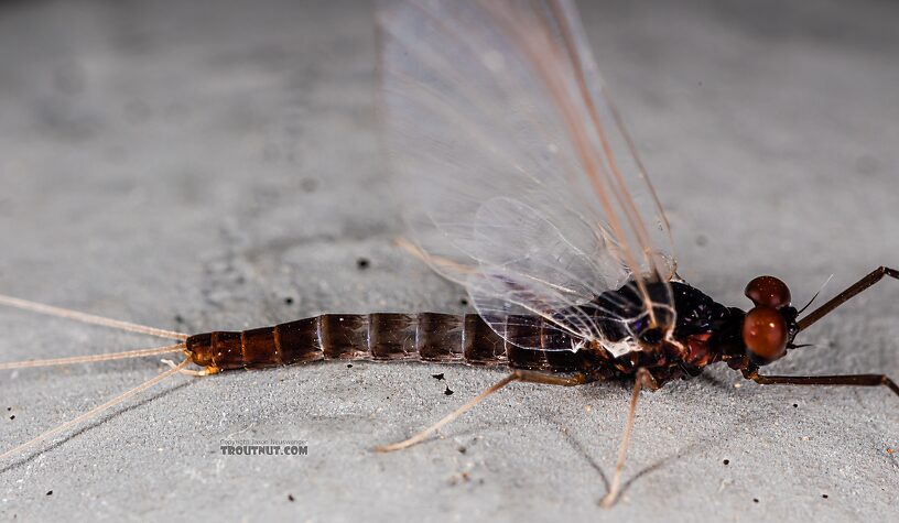 Male Neoleptophlebia heteronea (Blue Quill) Mayfly Spinner from Trealtor Creek in Idaho