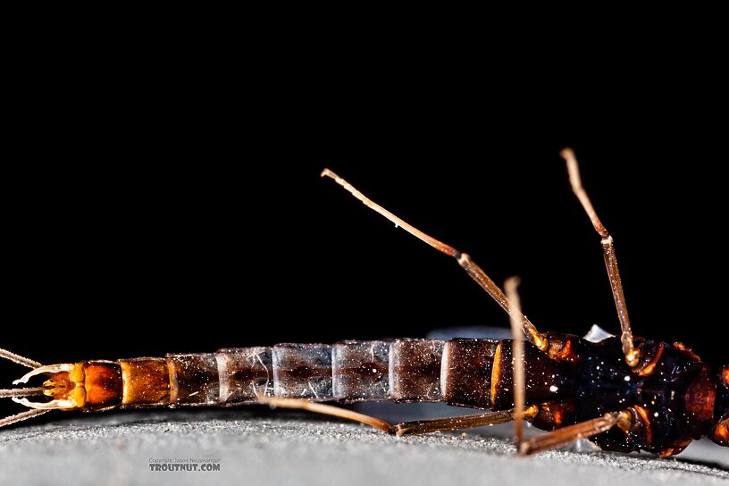 Male Neoleptophlebia heteronea (Blue Quill) Mayfly Spinner from Trealtor Creek in Idaho