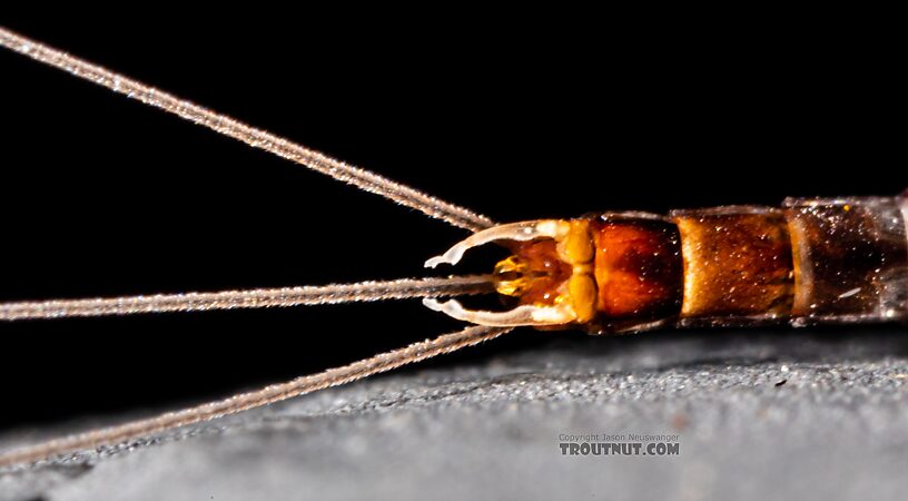 Male Neoleptophlebia heteronea (Blue Quill) Mayfly Spinner from Trealtor Creek in Idaho