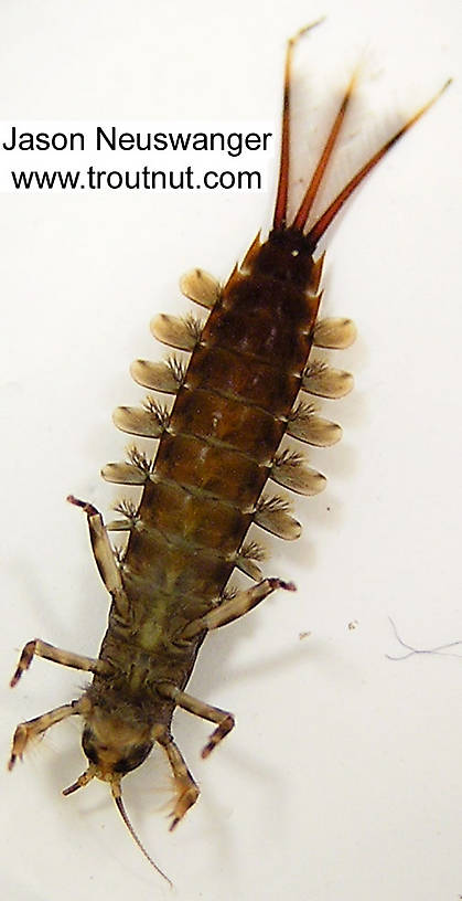 Isonychia bicolor (Mahogany Dun) Mayfly Nymph from the Namekagon River in Wisconsin