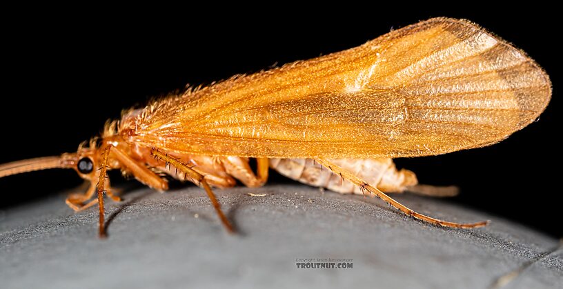 Onocosmoecus unicolor (Great Late-Summer Sedge) Caddisfly Adult from Trealtor Creek in Idaho