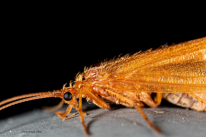 Onocosmoecus unicolor (Great Late-Summer Sedge) Caddisfly Adult from Trealtor Creek in Idaho