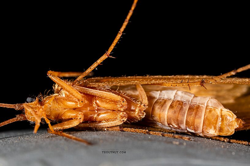 Onocosmoecus unicolor (Great Late-Summer Sedge) Caddisfly Adult from Trealtor Creek in Idaho