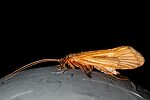 Onocosmoecus unicolor (Great Late-Summer Sedge) Caddisfly Adult from Trealtor Creek in Idaho