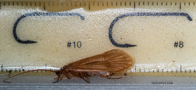 Onocosmoecus unicolor (Great Late-Summer Sedge) Caddisfly Adult from Trealtor Creek in Idaho