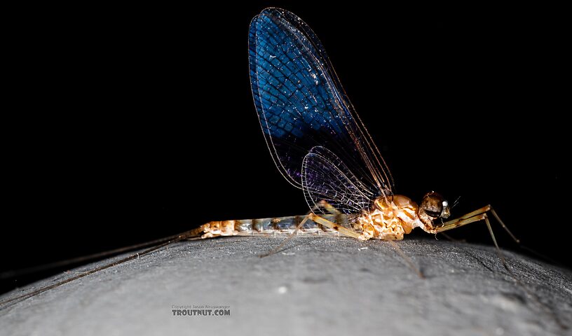 Male Epeorus albertae (Pink Lady) Mayfly Spinner from the Snake River in Idaho