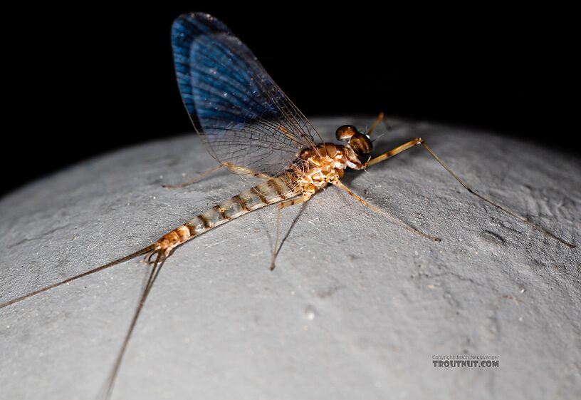 Male Epeorus albertae (Pink Lady) Mayfly Spinner from the Snake River in Idaho