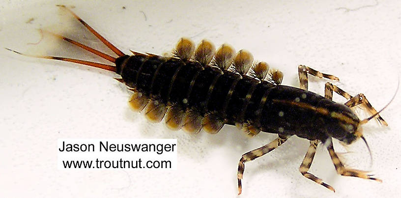 Isonychia bicolor (Mahogany Dun) Mayfly Nymph from the Namekagon River in Wisconsin