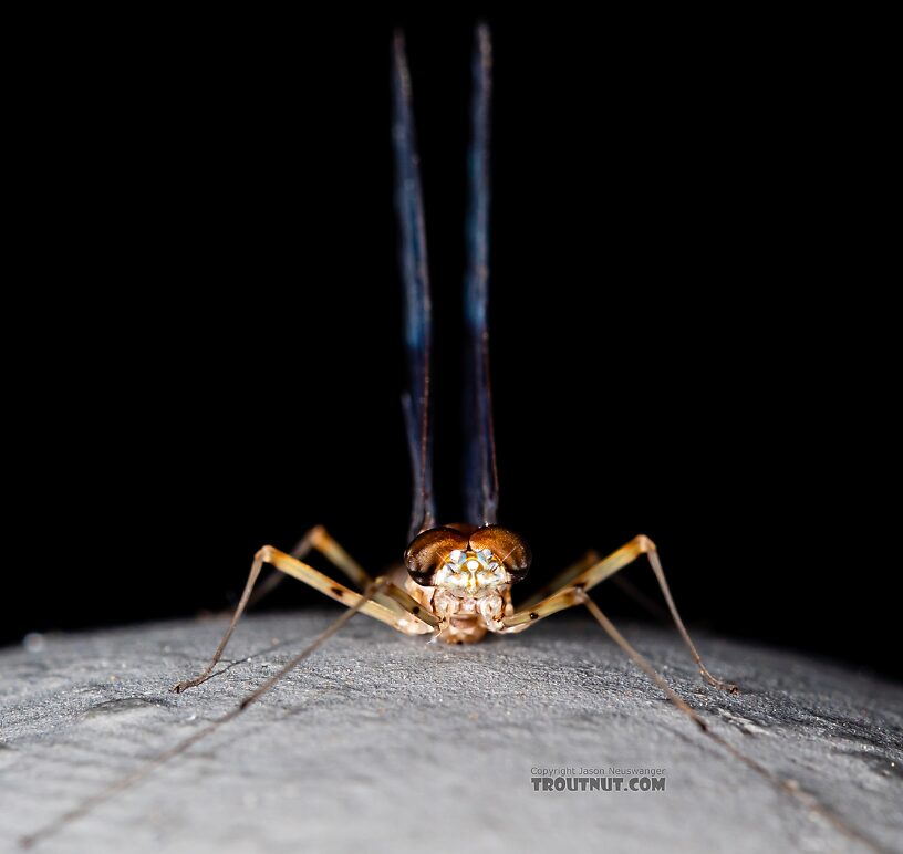 Male Epeorus albertae (Pink Lady) Mayfly Spinner from the Snake River in Idaho