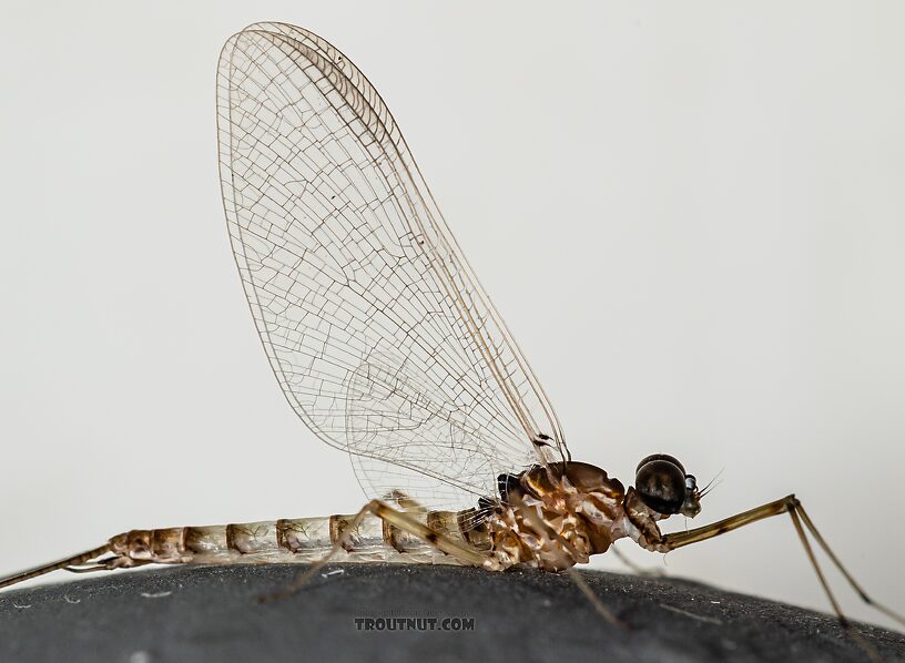 Male Epeorus albertae (Pink Lady) Mayfly Spinner from the Snake River in Idaho