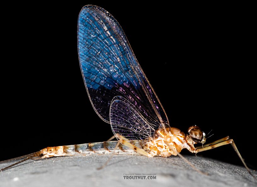 Male Epeorus albertae (Pink Lady) Mayfly Spinner from the Snake River in Idaho