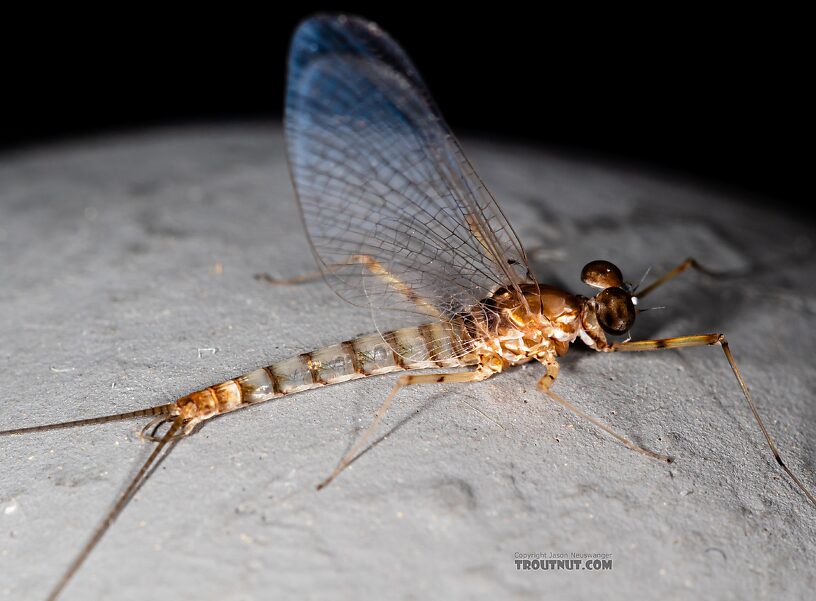 Male Epeorus albertae (Pink Lady) Mayfly Spinner from the Snake River in Idaho