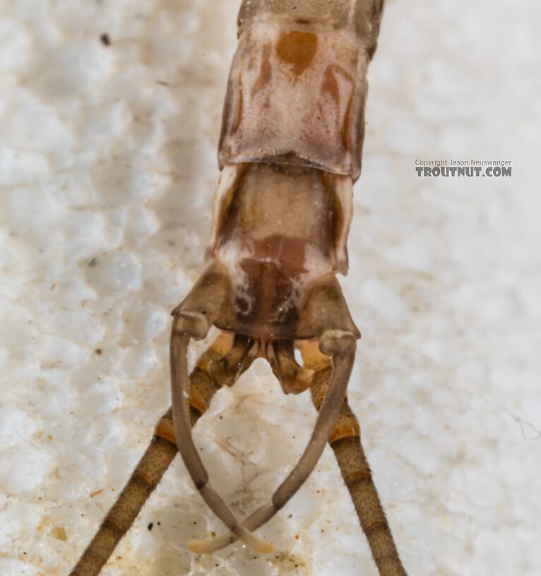 Male Epeorus albertae (Pink Lady) Mayfly Spinner from the Snake River in Idaho