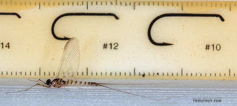 Male Epeorus albertae (Pink Lady) Mayfly Spinner from the Snake River in Idaho