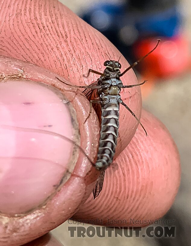 Female Siphlonurus occidentalis (Gray Drake) Mayfly Dun from Island Lake in Wyoming