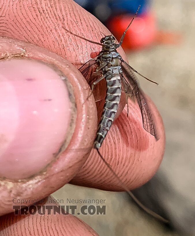 Female Siphlonurus occidentalis (Gray Drake) Mayfly Dun from Island Lake in Wyoming