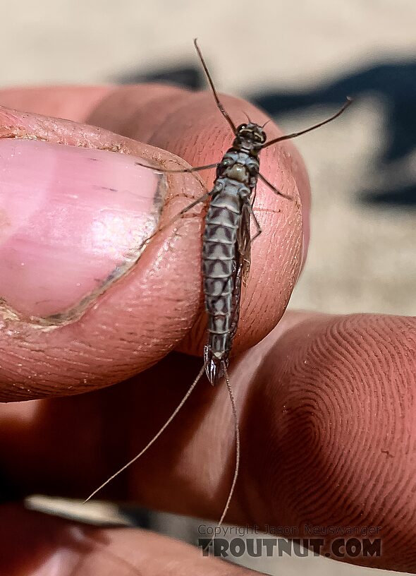 Female Siphlonurus occidentalis (Gray Drake) Mayfly Dun from Island Lake in Wyoming