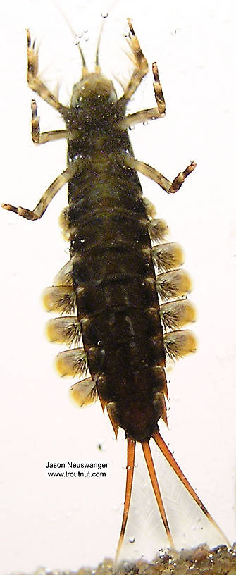 Isonychia bicolor (Mahogany Dun) Mayfly Nymph from the Namekagon River in Wisconsin