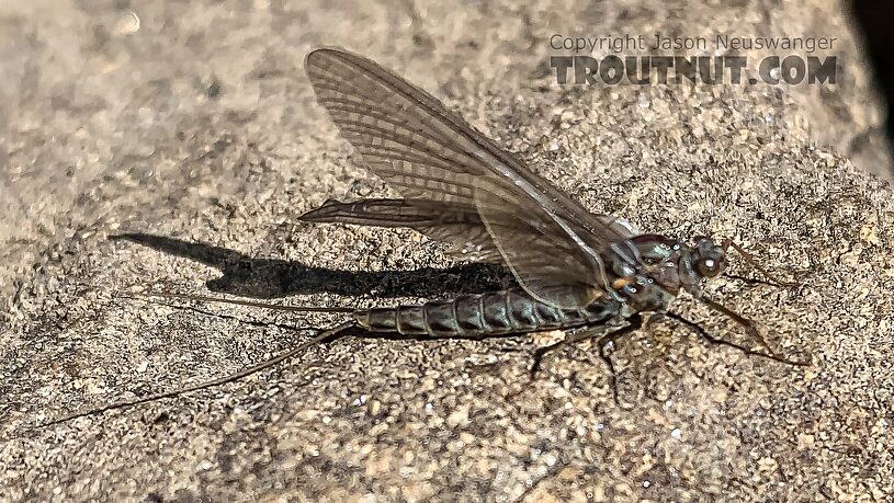 Female Siphlonurus occidentalis (Gray Drake) Mayfly Dun from Island Lake in Wyoming