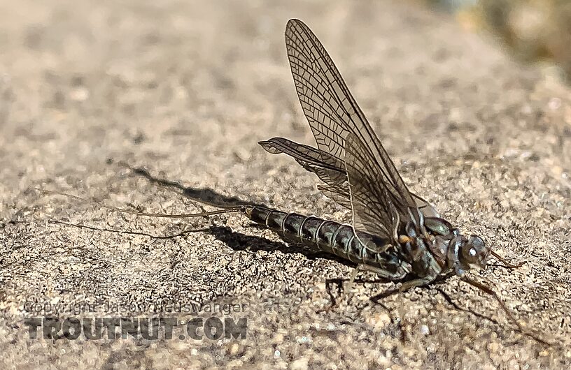 Female Siphlonurus occidentalis (Gray Drake) Mayfly Dun from Island Lake in Wyoming