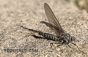 Female Siphlonurus occidentalis (Gray Drake) Mayfly Dun