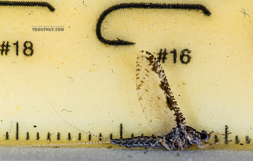 Female Callibaetis ferrugineus (Speckled Spinner) Mayfly Spinner from Silver Creek in Idaho