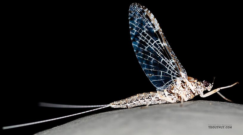 Female Callibaetis ferrugineus (Speckled Spinner) Mayfly Spinner from Silver Creek in Idaho