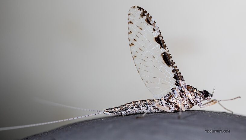 Female Callibaetis ferrugineus (Speckled Spinner) Mayfly Spinner from Silver Creek in Idaho