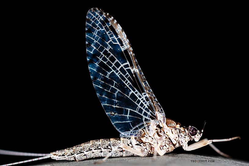 Female Callibaetis ferrugineus (Speckled Spinner) Mayfly Spinner from Silver Creek in Idaho