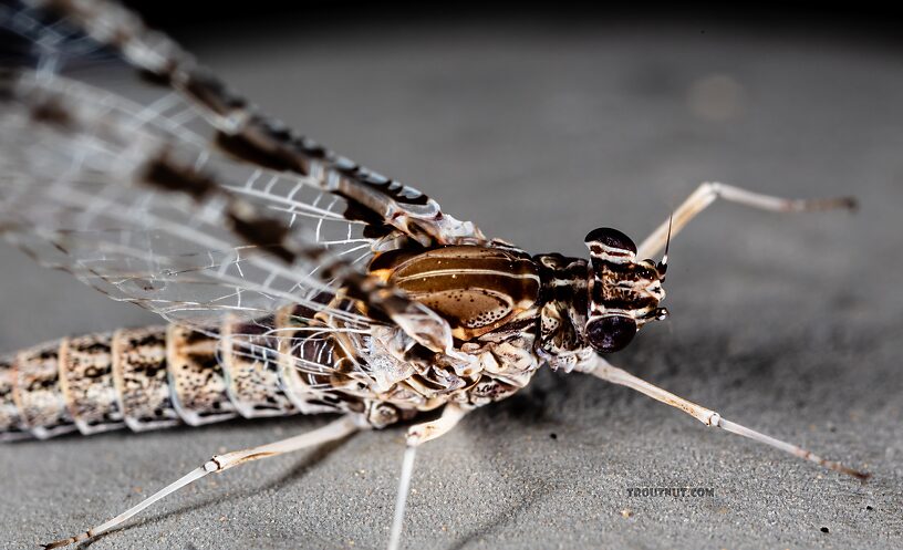 Female Callibaetis ferrugineus (Speckled Spinner) Mayfly Spinner from Silver Creek in Idaho