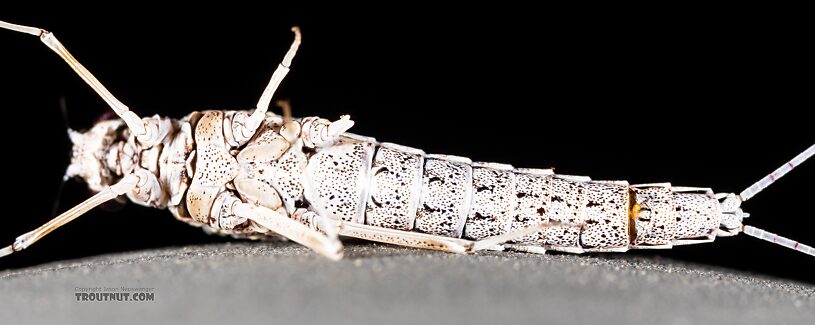 Female Callibaetis ferrugineus (Speckled Spinner) Mayfly Spinner from Silver Creek in Idaho