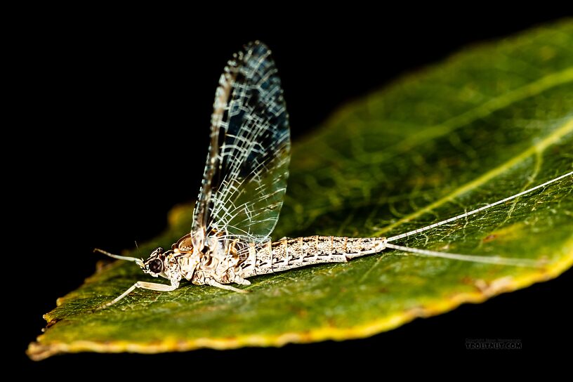 Female Callibaetis ferrugineus (Speckled Spinner) Mayfly Spinner from Silver Creek in Idaho