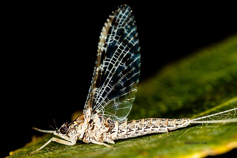 Female Callibaetis ferrugineus (Speckled Spinner) Mayfly Spinner from Silver Creek in Idaho