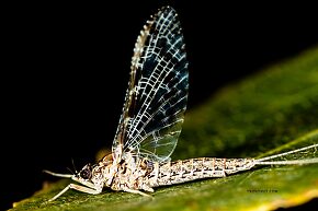 Female Callibaetis ferrugineus (Speckled Spinner) Mayfly Spinner