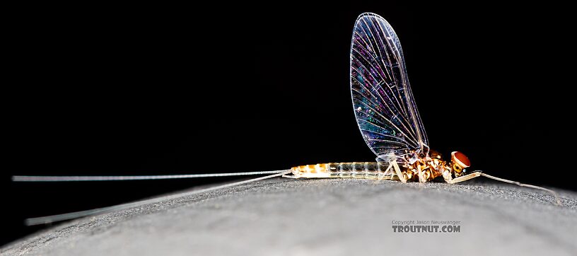 Male Baetis tricaudatus (Blue-Winged Olive) Mayfly Spinner from Silver Creek in Idaho