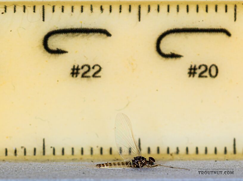 Male Baetis tricaudatus (Blue-Winged Olive) Mayfly Spinner from Silver Creek in Idaho