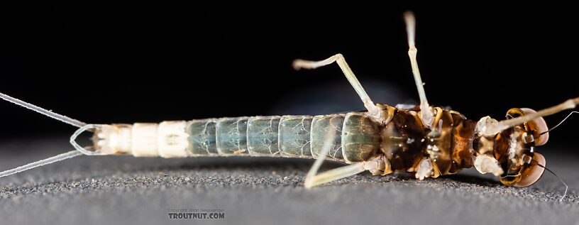 Male Baetis tricaudatus (Blue-Winged Olive) Mayfly Spinner from Silver Creek in Idaho