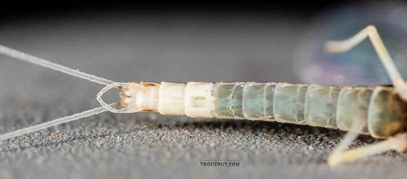 Male Baetis tricaudatus (Blue-Winged Olive) Mayfly Spinner from Silver Creek in Idaho