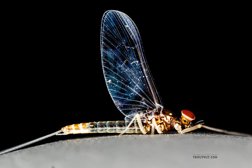 Male Baetis tricaudatus (Blue-Winged Olive) Mayfly Spinner from Silver Creek in Idaho