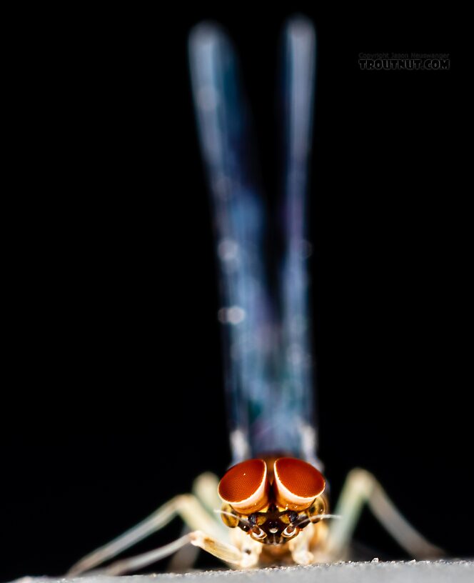 Male Baetis tricaudatus (Blue-Winged Olive) Mayfly Spinner from Silver Creek in Idaho