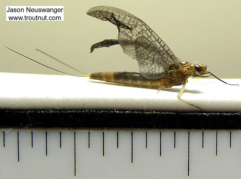 Female Isonychia bicolor (Mahogany Dun) Mayfly Nymph from the Beaverkill River in New York